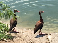 Dendrocygna autumnalis