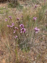 Arabis aculeolata