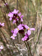 Arabis aculeolata