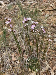 Arabis aculeolata