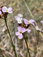 Arabis aculeolata