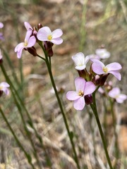 Arabis aculeolata