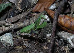 Stagmomantis fraterna