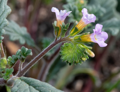 Phacelia suaveolens