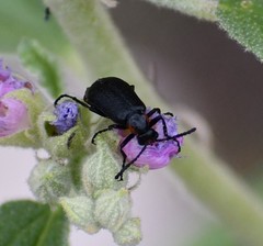Lytta cribrata