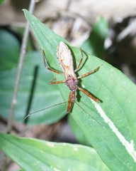 Rocconota annulicornis