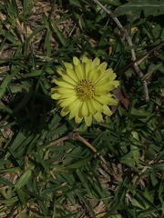 Pyrrhopappus pauciflorus