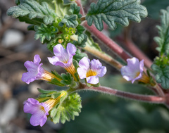 Phacelia suaveolens