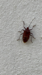 Urochela quadrinotata