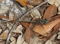 Phanogomphus minutus