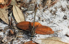 Phanogomphus minutus