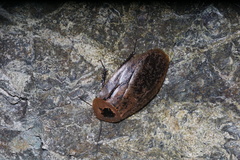 Archimandrita tessellata