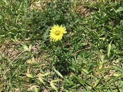 Pyrrhopappus pauciflorus