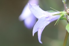 Wahlenbergia stricta stricta