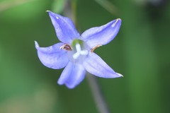 Wahlenbergia stricta stricta