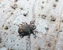 Marshallius guttatus