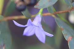 Wahlenbergia stricta stricta