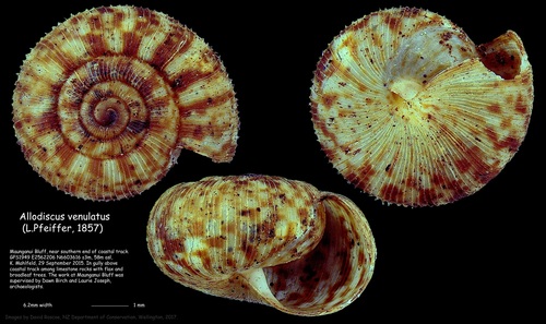 Allodiscus venulatus, 2015-09-29
