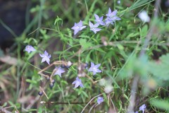 Wahlenbergia stricta stricta