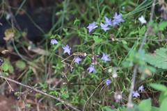 Wahlenbergia stricta stricta