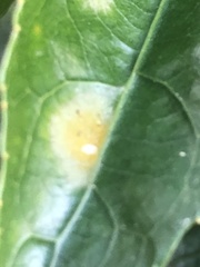 Cephaleuros lagerheimii