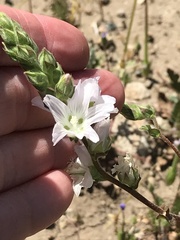 Sidalcea hickmanii napensis