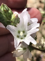 Sidalcea hickmanii napensis