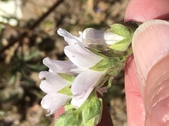 Sidalcea hickmanii napensis