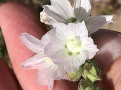 Sidalcea hickmanii napensis