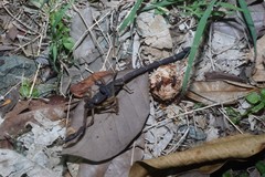 Centruroides gracilis