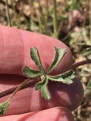Sidalcea hickmanii napensis