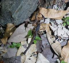 Centruroides gracilis