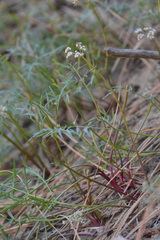 Lomatium geyeri