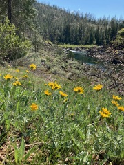Balsamorhiza sericea