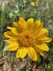 Balsamorhiza sericea