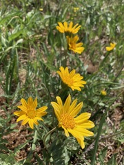 Balsamorhiza sericea