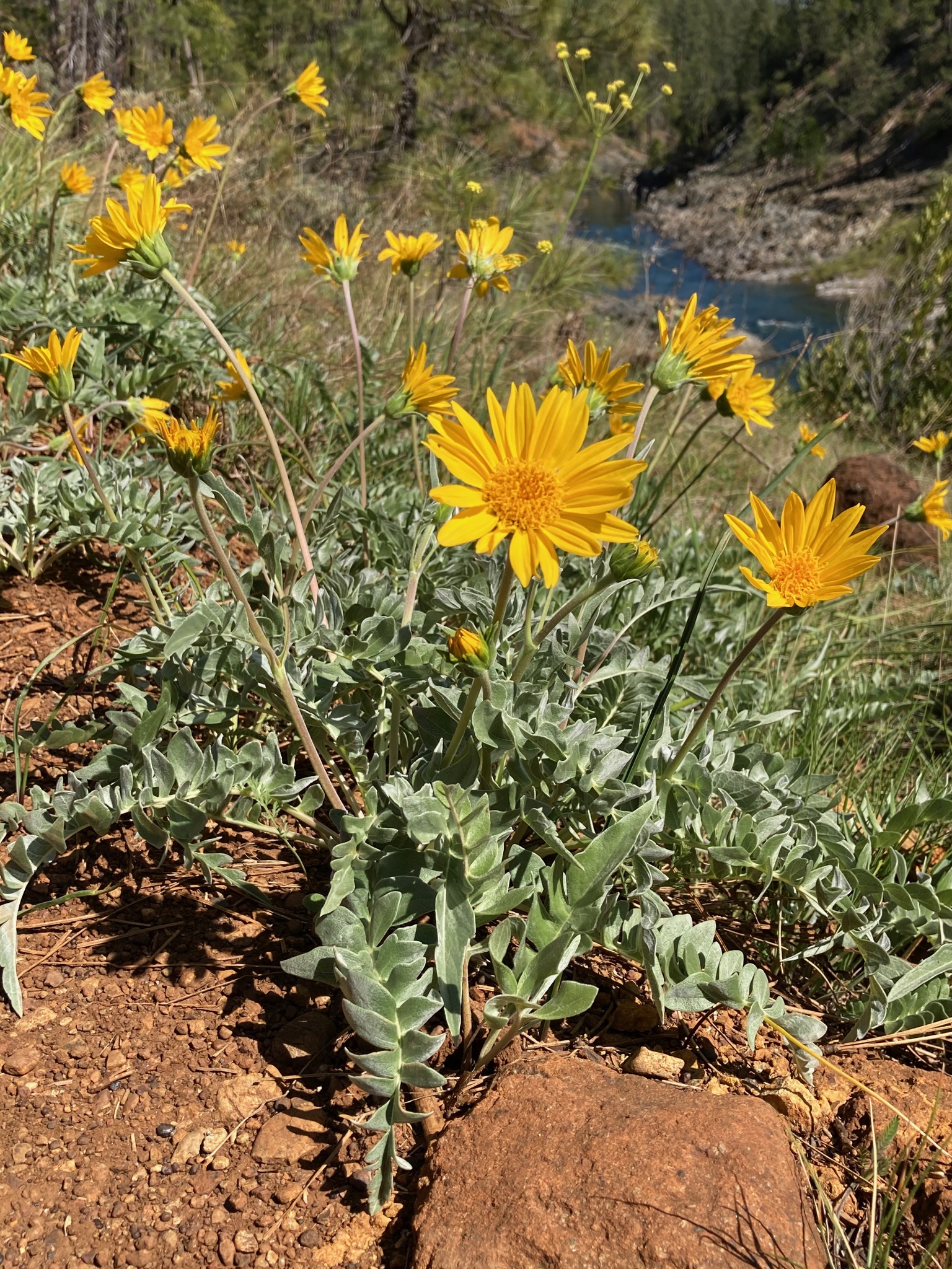 Balsamorhiza sericea