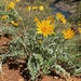 Silky Balsamroot - Photo (c) Howard W Erbe, some rights reserved (CC BY-NC), uploaded by Howard W Erbe