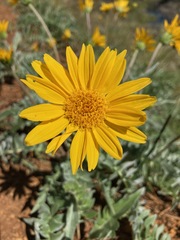 Balsamorhiza sericea