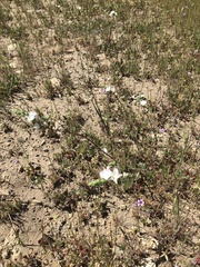 Sidalcea hickmanii napensis