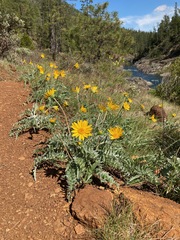 Balsamorhiza sericea