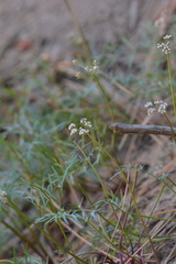 Lomatium geyeri