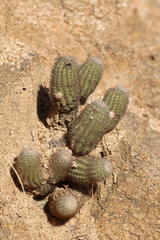 Echinocereus sciurus