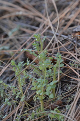Polemonium micranthum