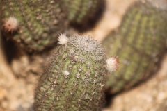 Echinocereus sciurus