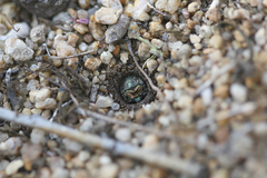 Cicindela oregona oregona