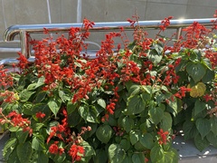 Salvia splendens