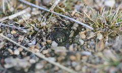 Cicindela oregona oregona