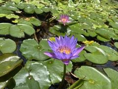 Nymphaea