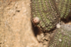 Echinocereus sciurus